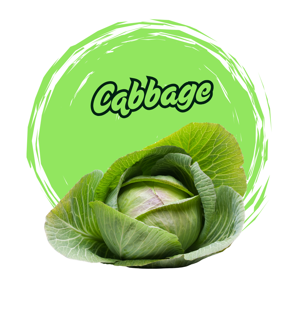 Cabbage