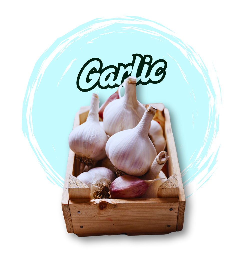 Garlic